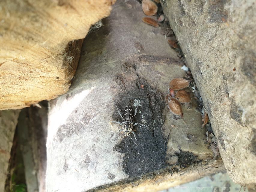 Xylotrechus rusticus - egérszínű darázscincér