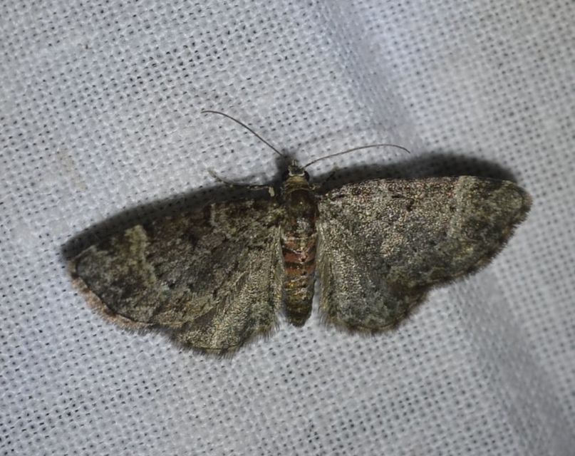 Pasiphila chloerata - hamvas törpearaszoló