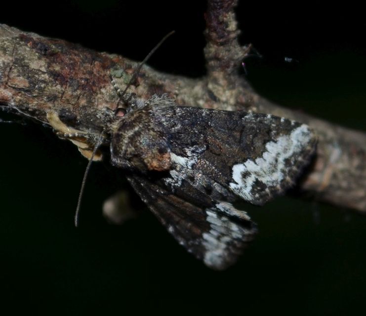 Oligia strigilis - kormos dudvabagoly