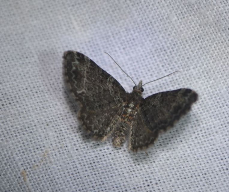 Pasiphila chloerata - hamvas törpearaszoló