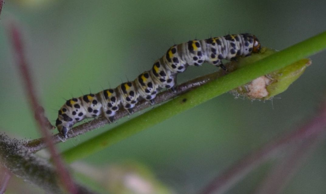 Shargacucullia gozmanyi/scrophulariae/verbasci