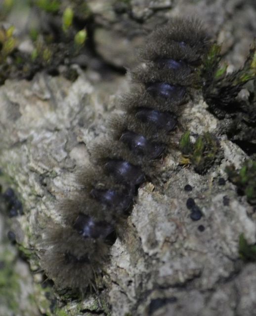 Amata phegea - fehérpettyes álcsüngőlepke