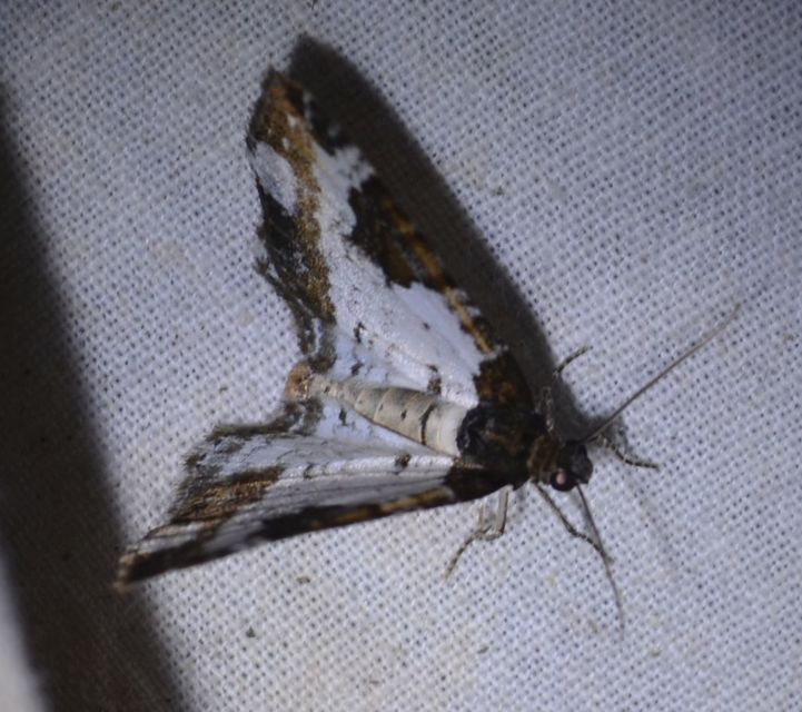 Melanthia procellata - hullámos tarkaaraszoló