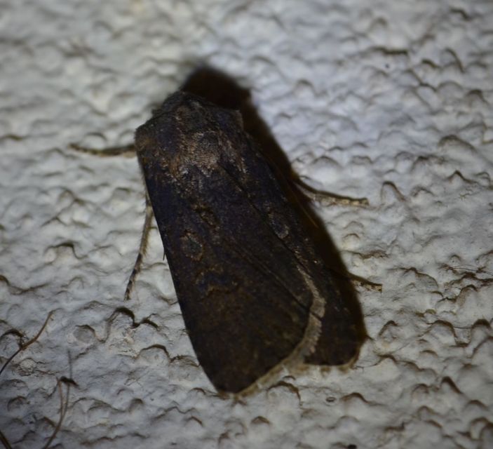 Agrotis segetum - vetési földibagoly