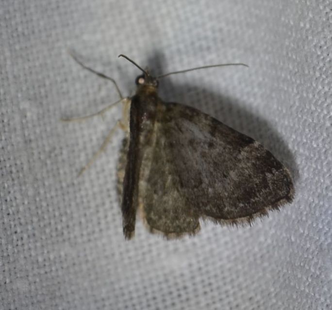 Pasiphila chloerata - hamvas törpearaszoló