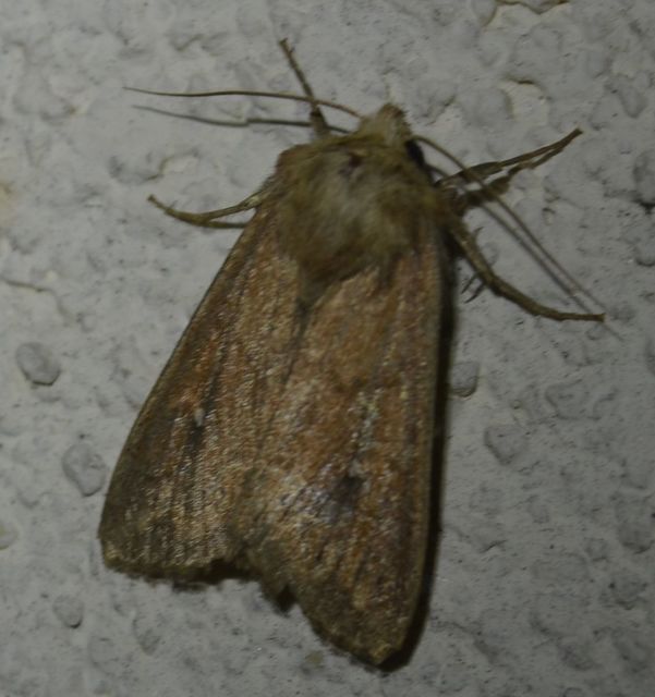 Mythimna albipuncta - fehérpettyes rétibagoly