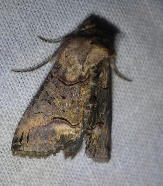 Abrostola asclepiadis - barnaövű csalánbagoly