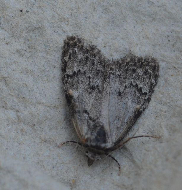 Meganola strigula - hamvas pamacsosszövő