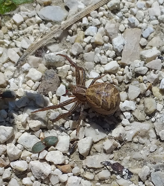 Xysticus kochi/cristatus