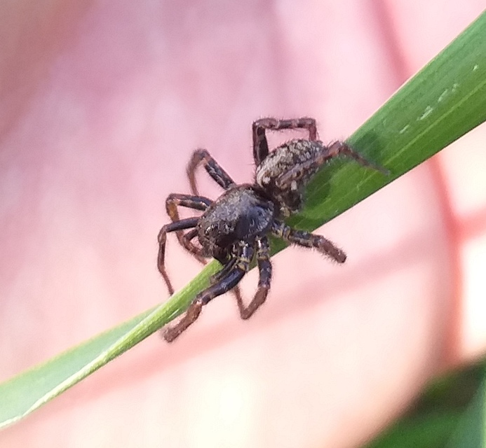 Arctosa leopardus