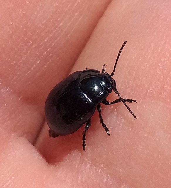 Chrysolina oricalcia - bronzos levélbogár