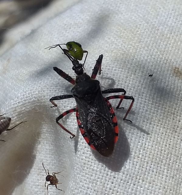 Rhynocoris annulatus - gyűrűslábú gyilkospoloska