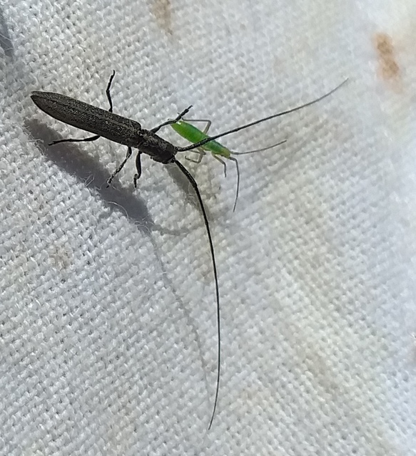 Calamobius filum - hosszúcsápú szalmacincér