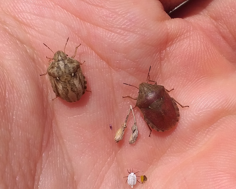 Eurygaster Eurygaster
