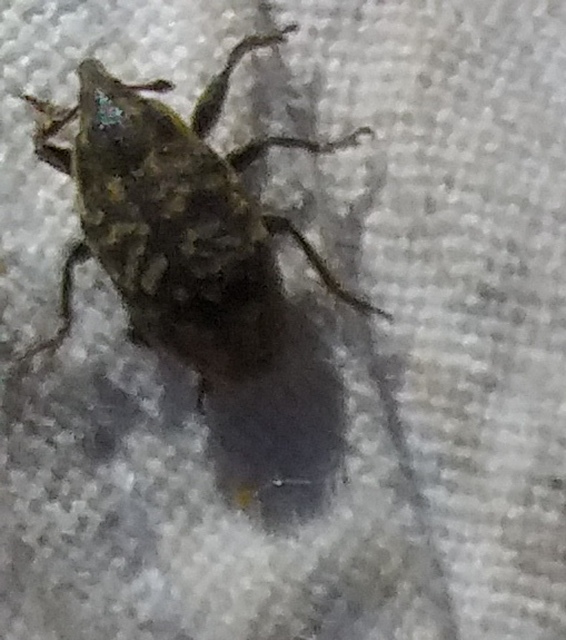Larinus turbinatus - kúposorrú púderbarkó