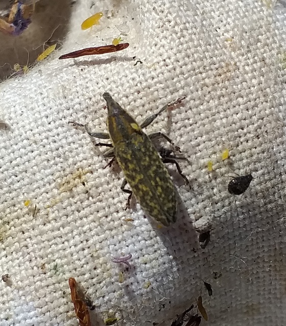 Lixus cardui - bogáncsfúró dudvabarkó