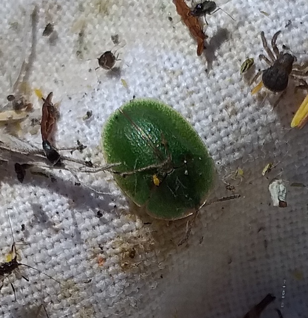 Cassida rubiginosa - lapos pajzsbogár Cassida rubiginosa - lapos pajzsbogár