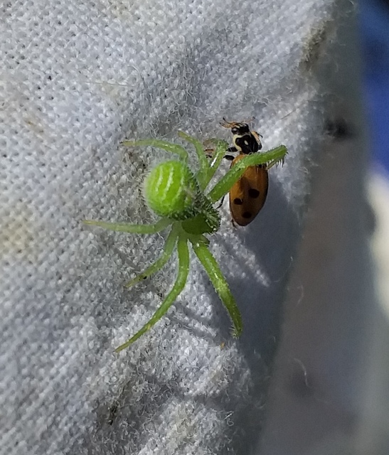 Heriaeus graminicola - réti borzaskarolópók