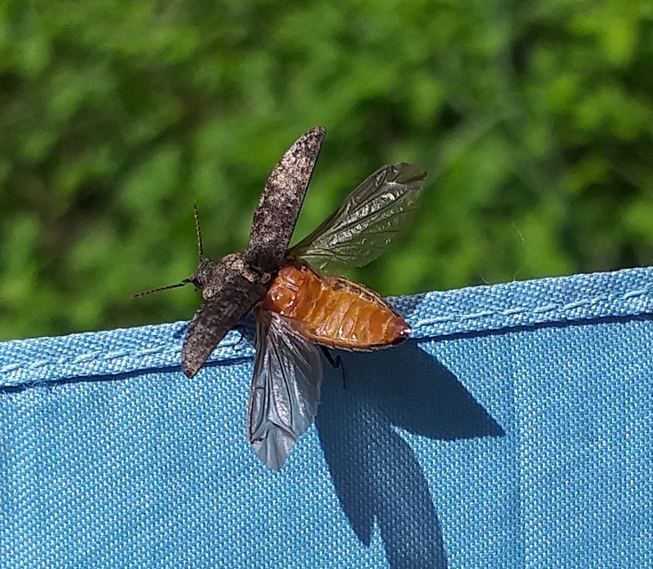 Agrypnus murinus - egérszínű pikkelyespattanó