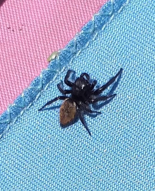 Carrhotus xanthogramma - rozsdás ugrópók
