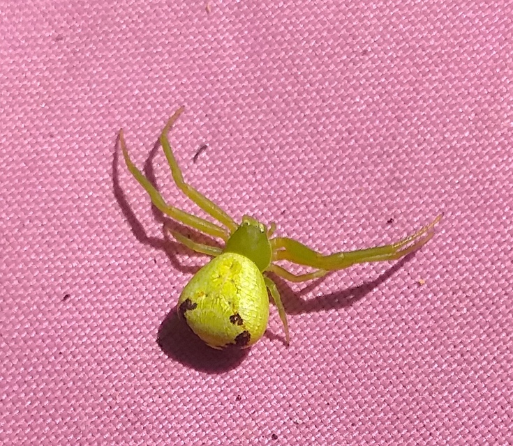 Ebrechtella tricuspidata - alakoskodó karolópók