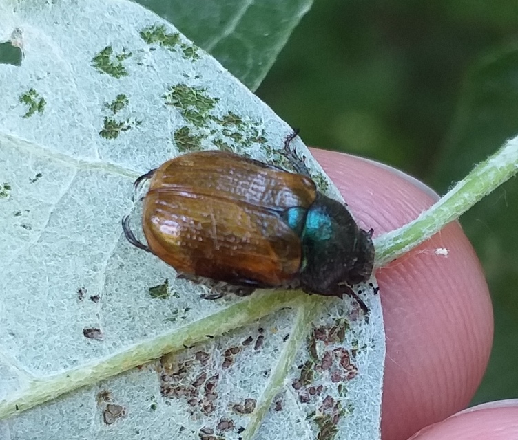 Phyllopertha horticola - kerti szipoly