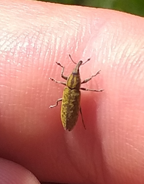 Lixus cardui - bogáncsfúró dudvabarkó