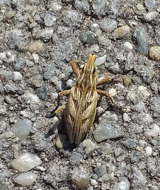 Coniocleonus nigrosuturatus - nyíljegyes barkó