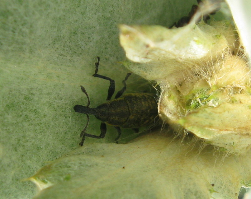 Lixus cardui - bogáncsfúró dudvabarkó
