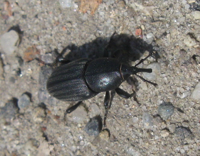 Sphenophorus striatopunctatus - mezei zsuzsok