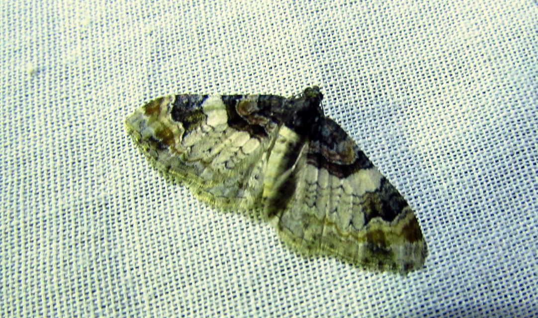 Catarhoe cuculata - csuklyás tarkaaraszoló