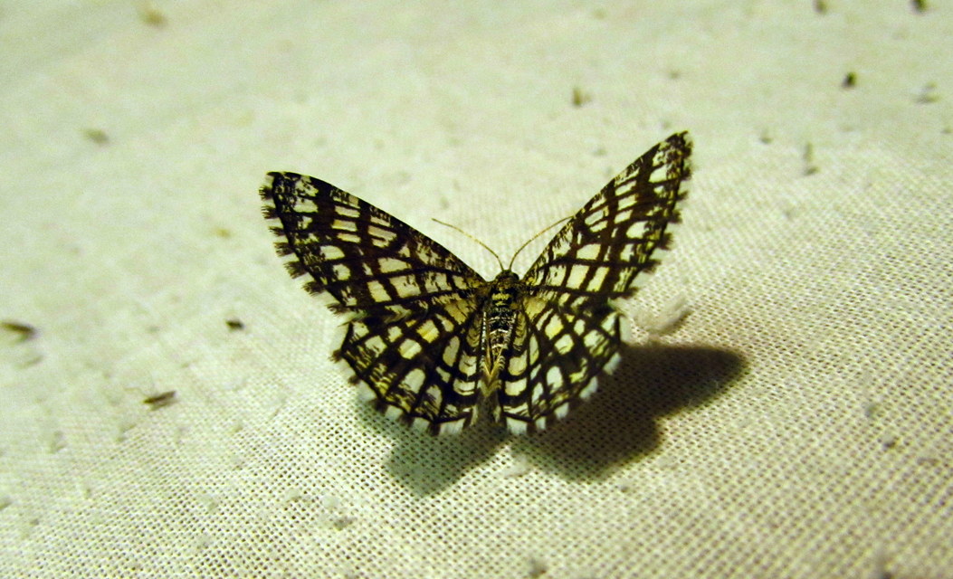 Chiasmia clathrata - rácsos rétiaraszoló