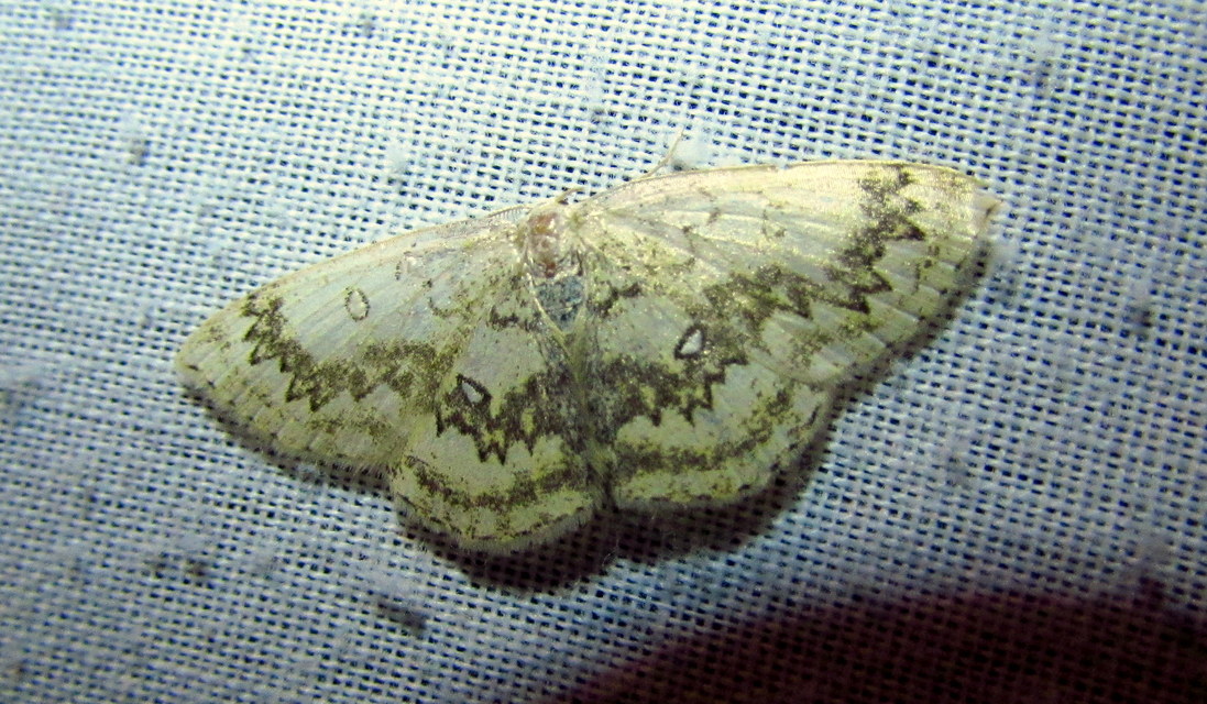 Cyclophora annularia - gyűrűs pettyesaraszoló