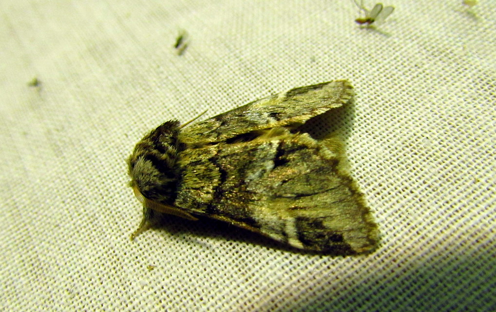 Drymonia dodonea - bélyeges púposszövő