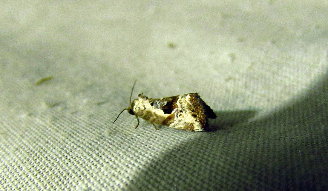 Hapalotis venustula - rózsaszínű mázasbagoly