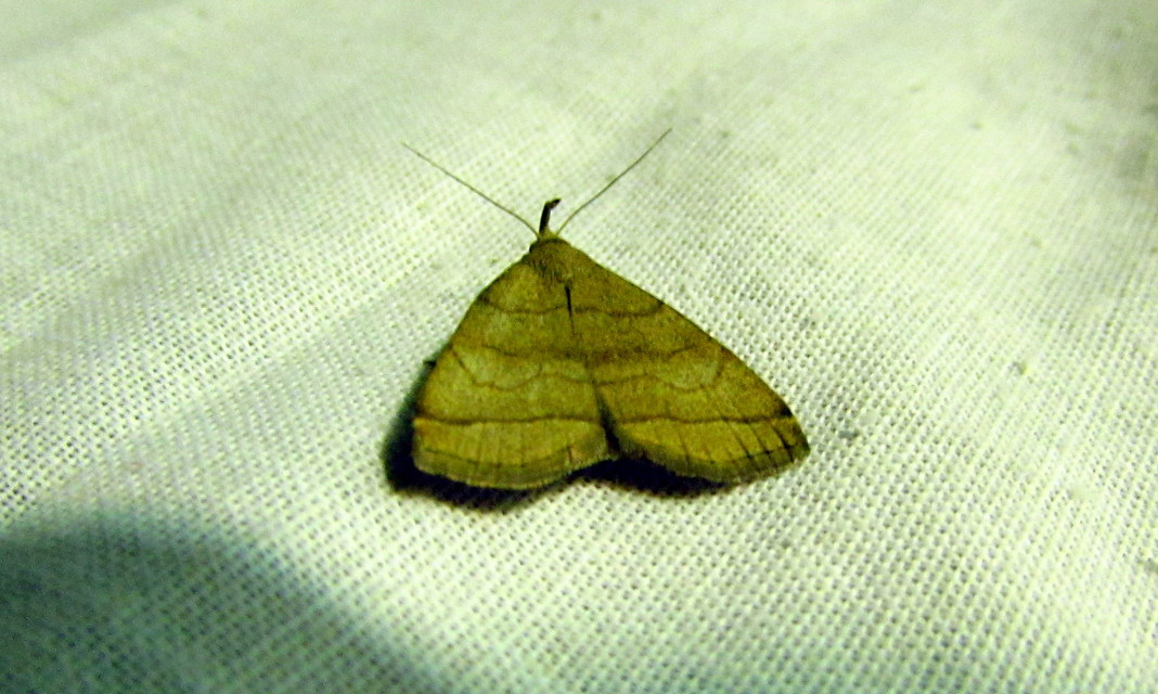 Herminia tarsicrinalis - szőröslábú karcsúbagoly