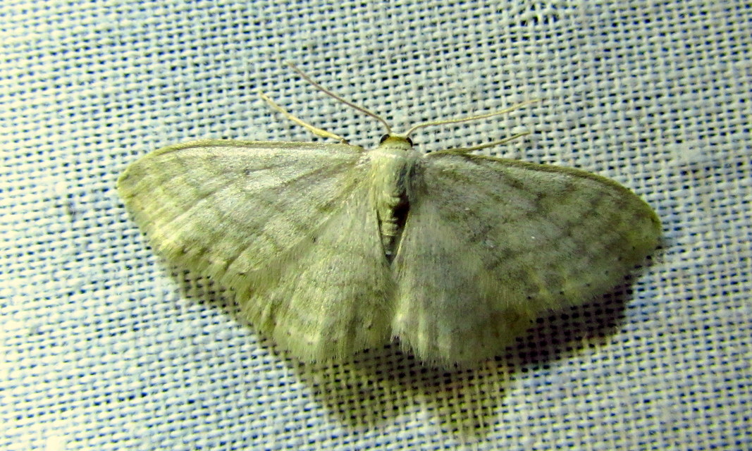 Scopula virgulata - vesszős sávosaraszoló