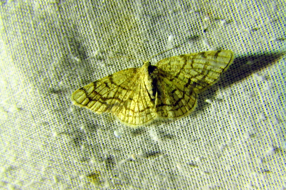 Stegania dilectaria - fehérnyár-araszoló