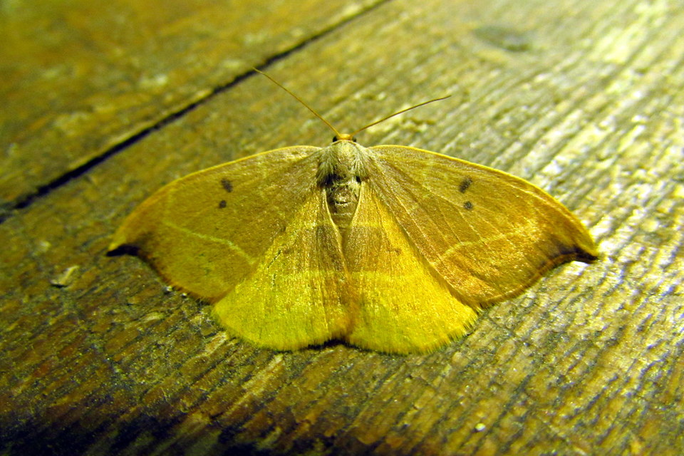 Watsonalla binaria - tölgyfa-sarlósszövő