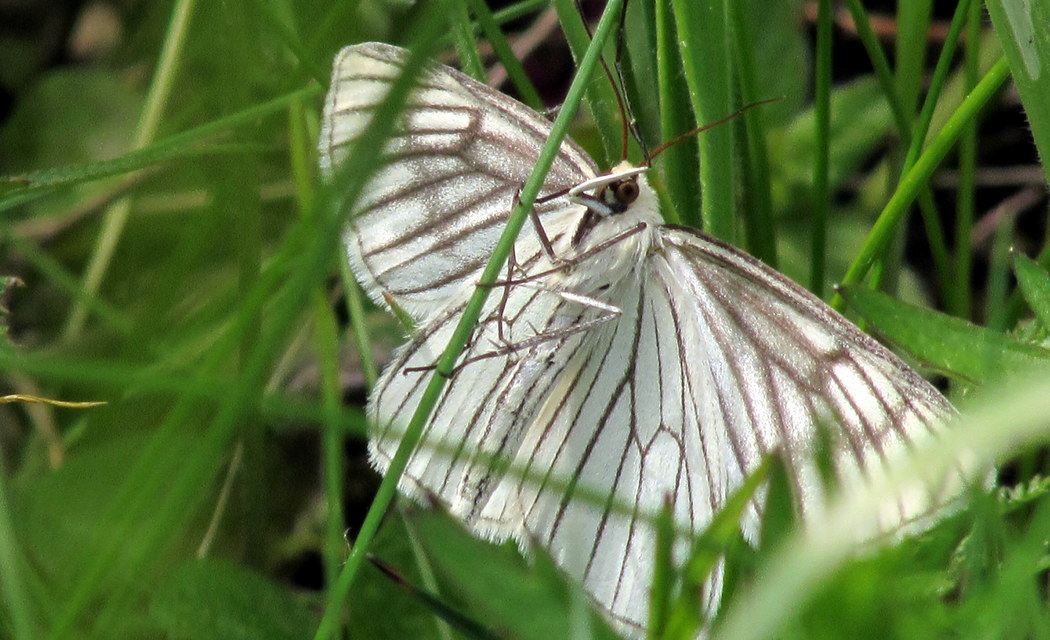 Siona lineata - vonalas fehéraraszoló