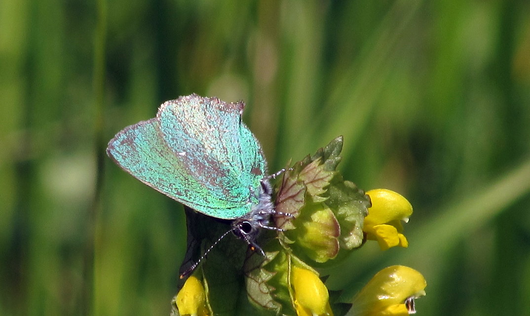 Callophrys rubi - zöldfonákú lepke