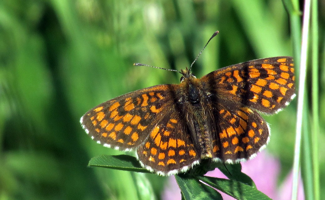 Melitaea athalia - közönséges tarkalepke