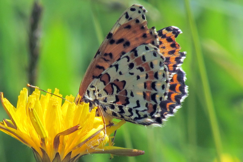Melitaea didyma - tüzes tarkalepke