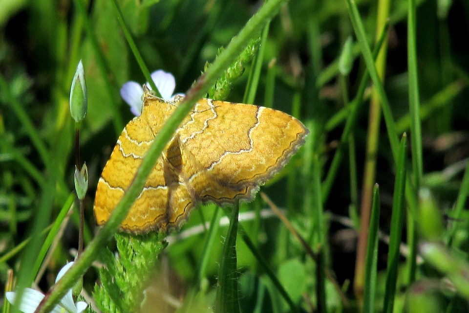 Camptogramma bilineata - kétvonalas sávosaraszoló