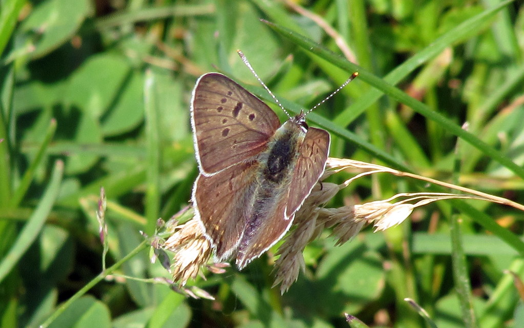 Lycaena tityrus - barna tűzlepke