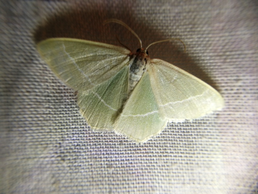 Chlorissa viridata/cloraria