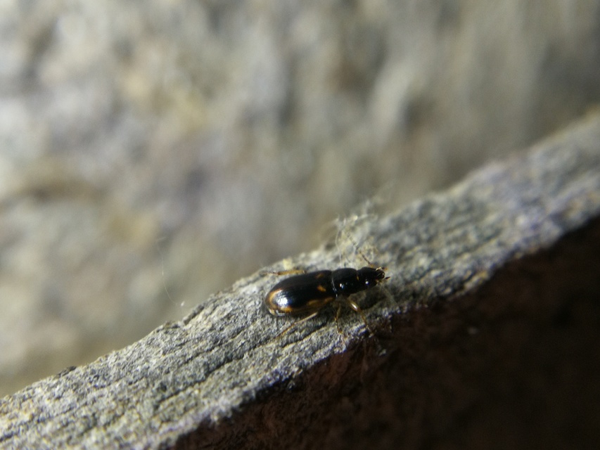 Acupalpus maculatus - vállfoltos törpefutonc