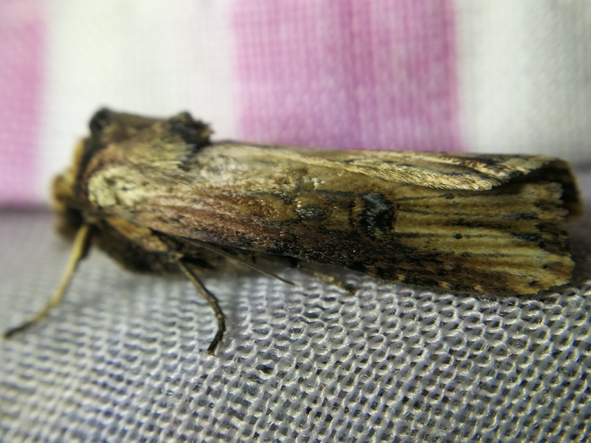 Axylia putris - vonalkás földibagoly