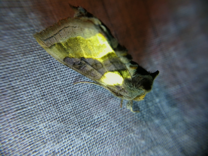 Diachrysia chrysitis/stenochrysis