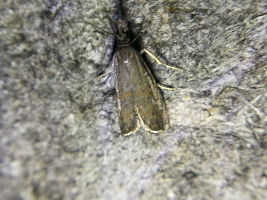 Platytes cerussella - törpe fűgyökérmoly